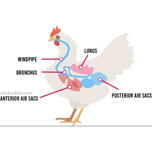 Chickens Respiratory System Chart - Warranty: 1 Year