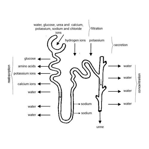 Chart of urinary system of animal