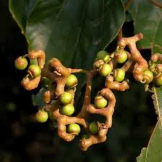 Japanese Raisin Tree Extract