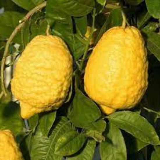 Citrus Medica Extract (citron)