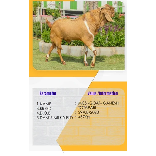 Frozen Animal Semen Boer Goat - Features: Good Quality