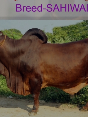 Frozen Animal Semen  Cow