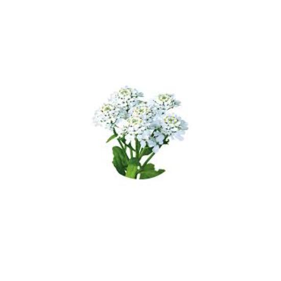 Bitter Candytuft Extract (Iberis Amara) - Color: Brown