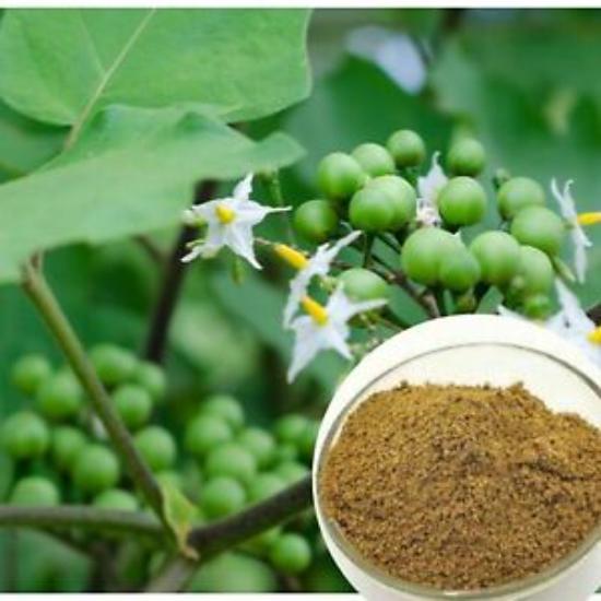 Turkey Berry Extract (Solanum torvum)