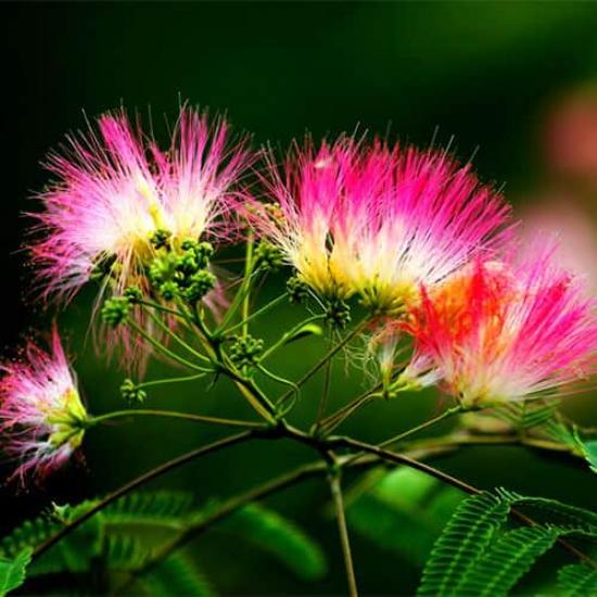 Silk Tree Extract - Purity(%): 100%