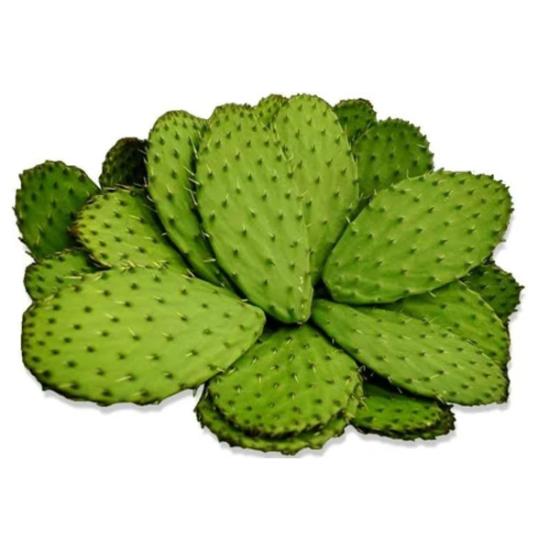 Opuntia Ficus Indica Extract - Natural Prickly Pear Botanical For Hydrating Skincare, Antioxidant Rich Moisturizers, And Soothing Personal Care Applications