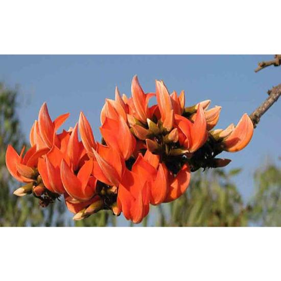 Butea Monosperma Extract - Leaf Extract | Anti-inflammatory, Anti-tumor, Diuretic, Anti-microbial, Appetite Enhancer, Carminative, Astringent