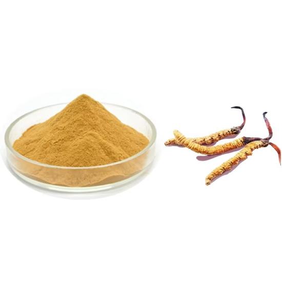Caterpillar fungus Extract