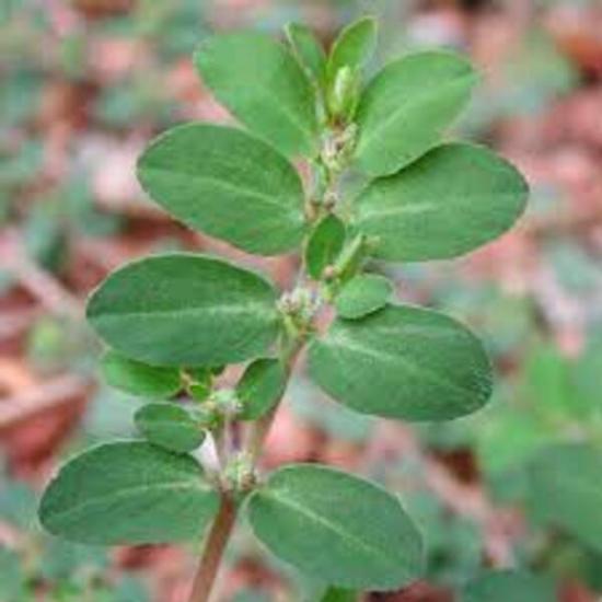 Eup-horbia Prostrata Extract - Grade: Pharma & Food Grade