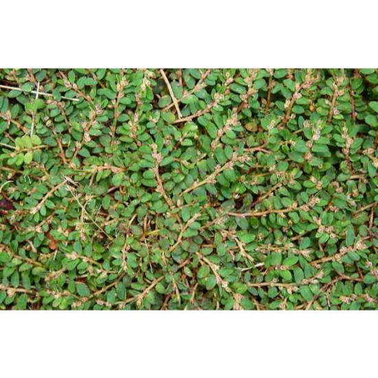 Choti Dudhi Extract (Eup-horbia thymifolia)