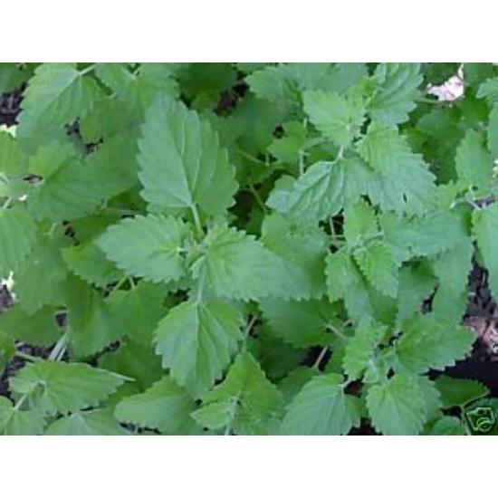 Catnip Extract (Nepeta cataria) 