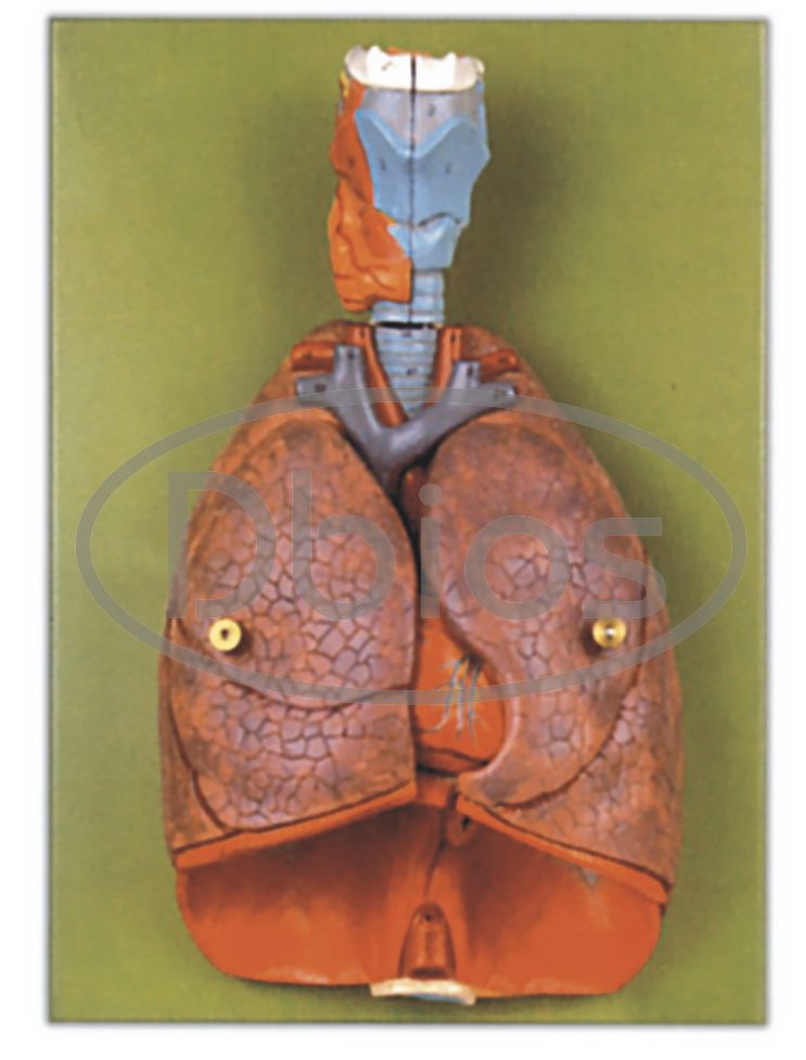 Lungs with heart model