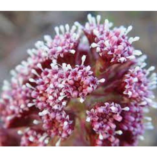 Butterbur Extract (Petasites hybridus..) 