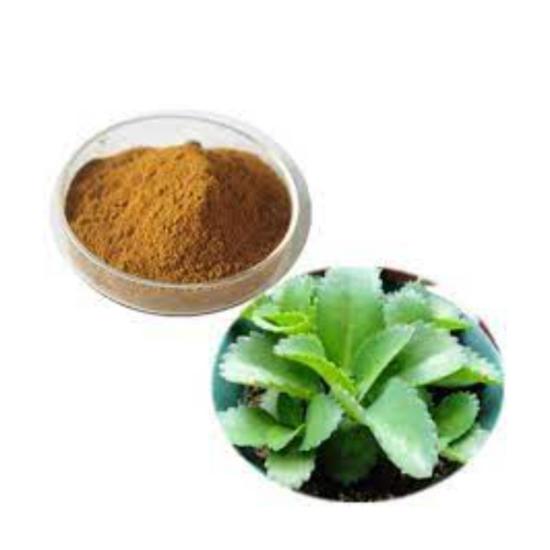 Bryophyllum Pinnatum Leaf Extracts - Grade: Pharma & Food Grade