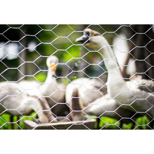 Ss Hexagonal Wire Mesh - Stainless Steel Galvanized Treatment | Durable Knitted Wire Mesh With Corrosion Resistance For Agriculture Mining And More