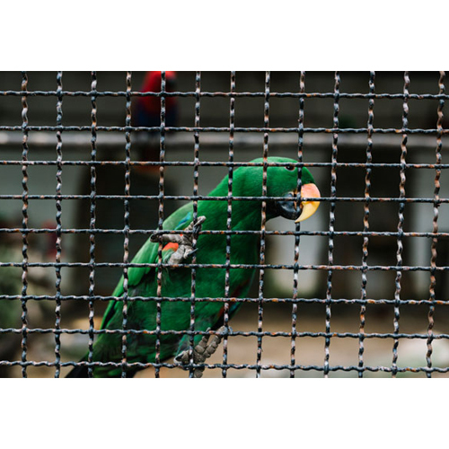Crimped Woven Wire Mesh - Hole Shape: Square Hole