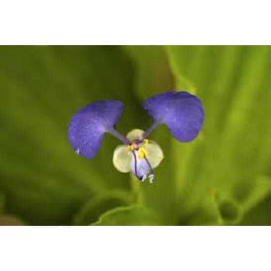 Benghal Dayflower Extract (Commelina Benghalensis) - Assay & Herb Ratio Customization , Titration, Gravimetric, Uv And Hplc Methods Available