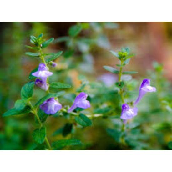 American Skullcap Extract ( Scutellaria Lateriflora Extract )