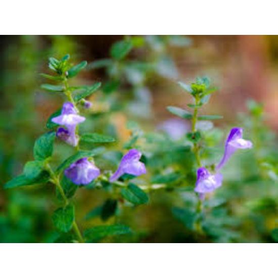 American skullcap Extract ( Scutellaria lateriflora Extract )