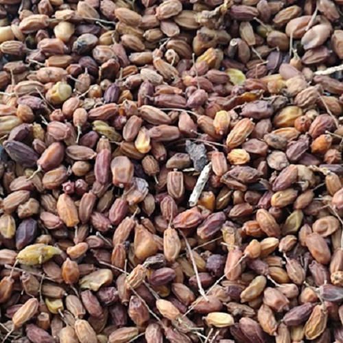 Neem Seeds - Cultivation Type: Organic