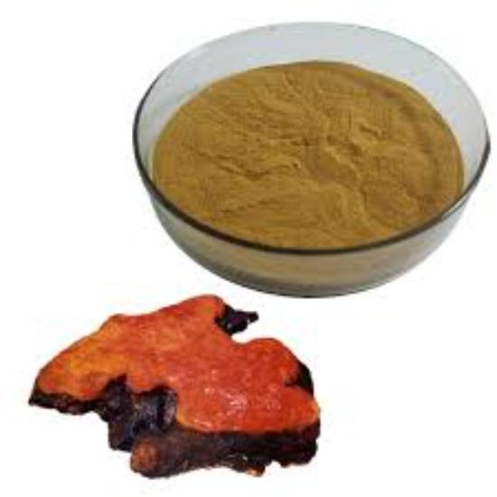 Antrodia Mushroom Extract (Antrodia camphorata)
