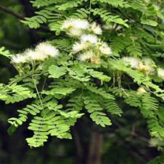Albizia Procera Root Extract