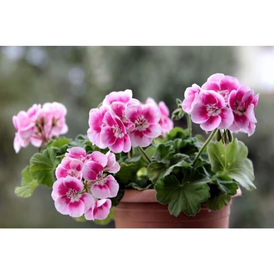 Geranium Extract - Purity(%): 100%