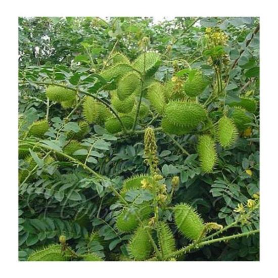 Caesalpinia Bonduc Extract