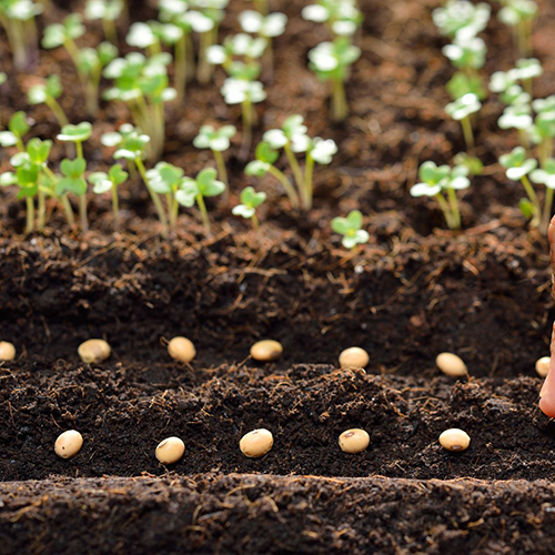 All Seeds