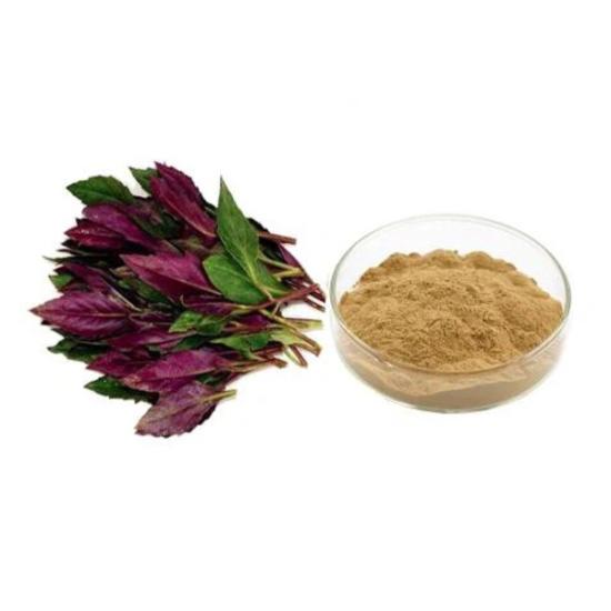 Red Spinach (Amaranthus Tricolor) Extract