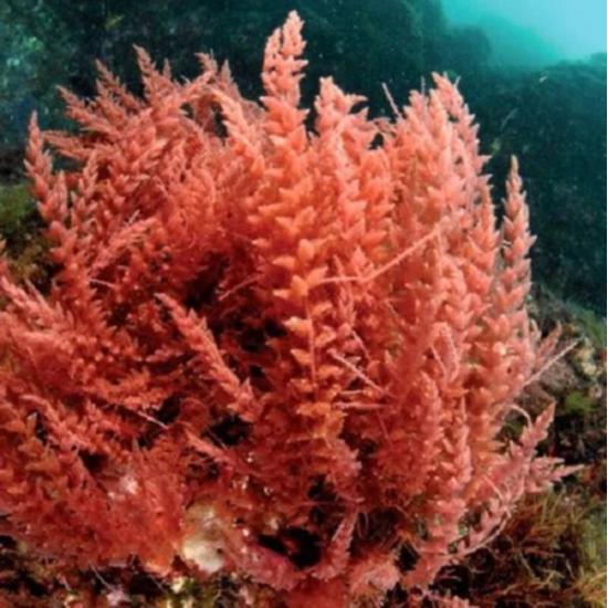 Red Algae Hydrating Complex - 24-hour Moisture Boost, Strengthens Skin Barrier & Promotes Ceramide Synthesis