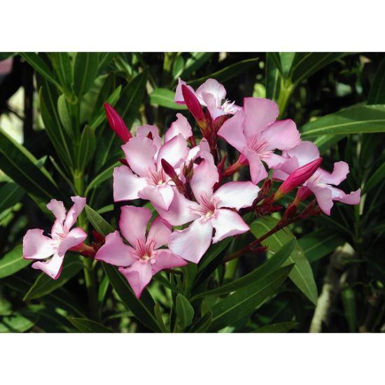 Oleander extract (Nerium oleander) 