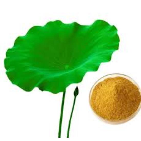 Lotus Leaf Extract ( Folium Nelumbinis Extract )