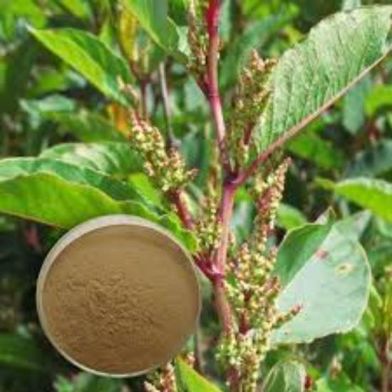 Knotweed Extract (Polygonum Aviculare) 