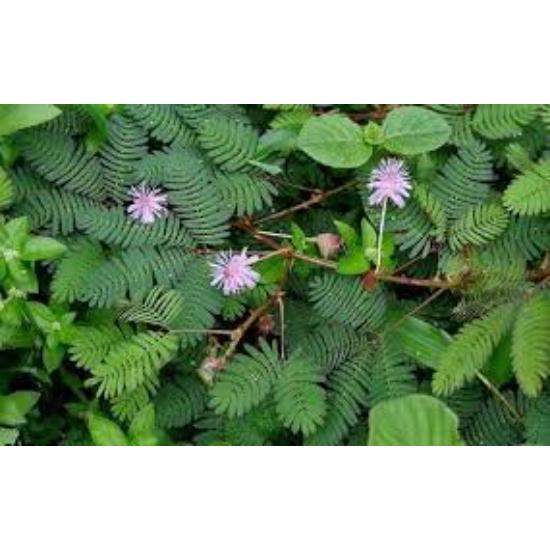 Lajwanti Extract ( Mimosa pudica Extract ) 