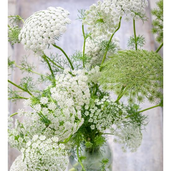 Khellin Extract (Ammi visnaga)