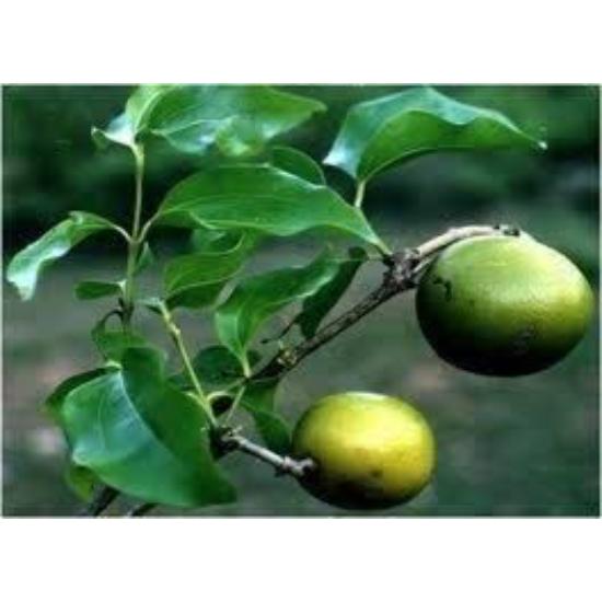 Kataka Extract  (Strychnos Potatorum) 