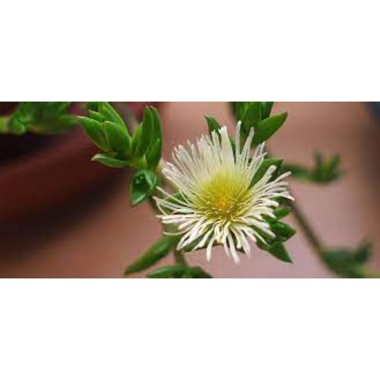 Kanna root extract (Sceletium tortuosum) 