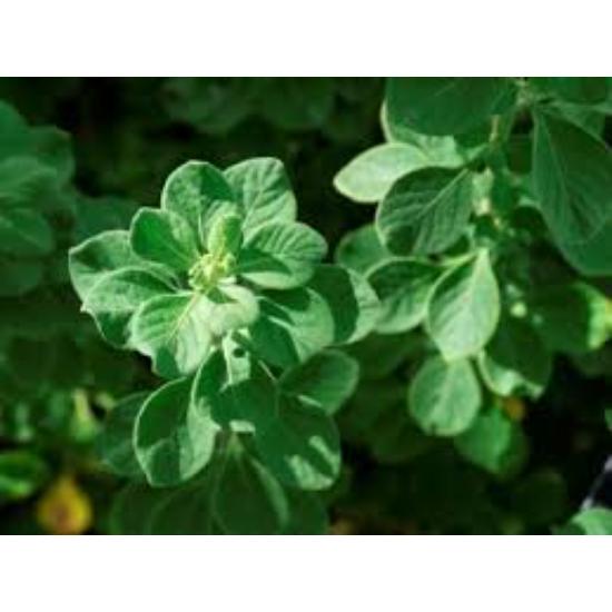 Gorakshaganja Extract (Aerva Lanata) - Purity(%): 100%