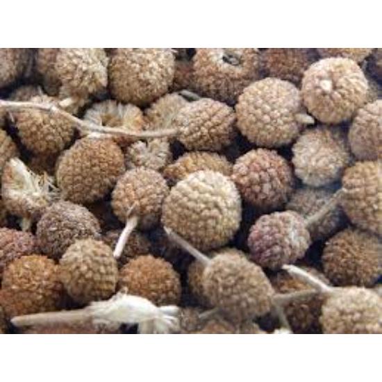 Gorakhmundi Extract ( Sphaeranthus Indicus Extract )