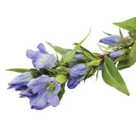 Gentiana Root Extract - Color: Brown