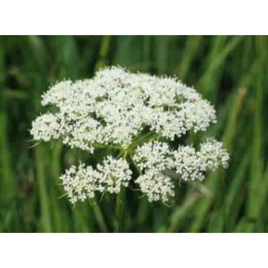 Cnidium Extract ( Cnidium Monnieri ) - Age Group: Adult