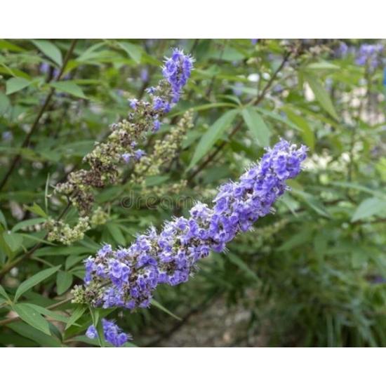 Chasteberry Extract ( Vitex Agnus-Castus Extract )