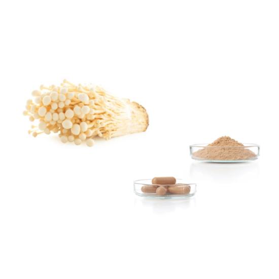 Enoki mushroom Extract (Flammulina velutipes)
