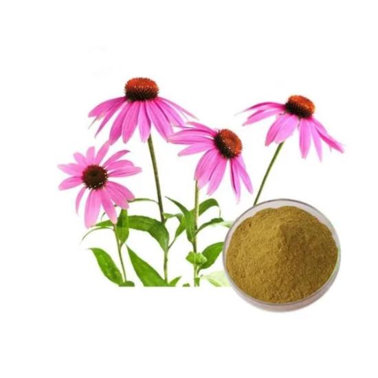Echinacea Extract (Echinacea Purpurea)