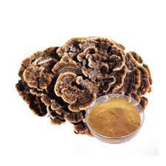 Turkey Tail Mushroom Extract (Trametes Versicolor)