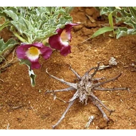 Devils Claw Extract (Harpagophytum Procumbens)
