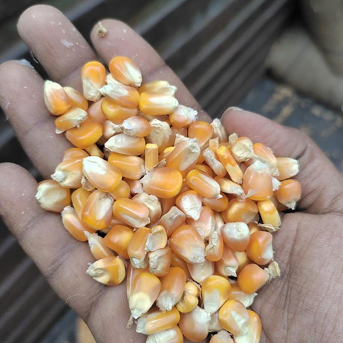 Maize Seeds - Color: Yellow