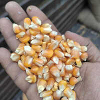 Maize Seeds