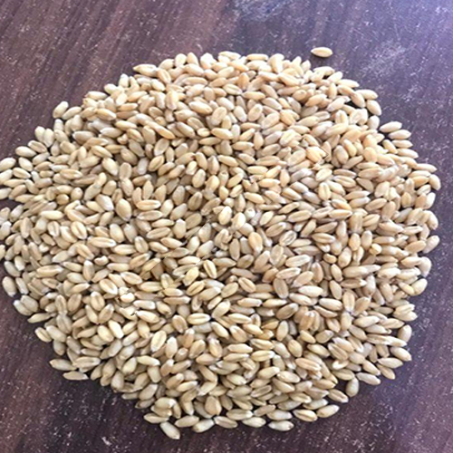 Wheat Seeds - Color: Yellow